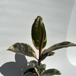 Ficus Tineke