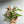 Syngonium Mickey