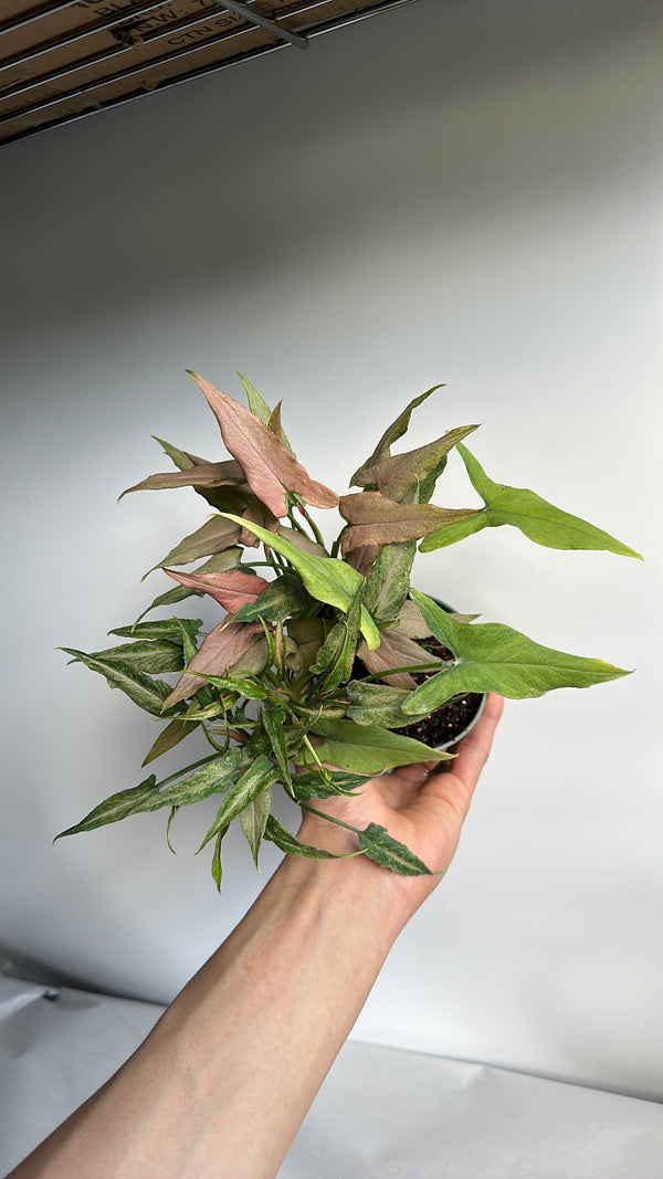 Syngonium Mickey