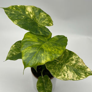 Alocasia gageana ‘Aurea’ 4” Pot – Rare Variegated Alocasia live plant