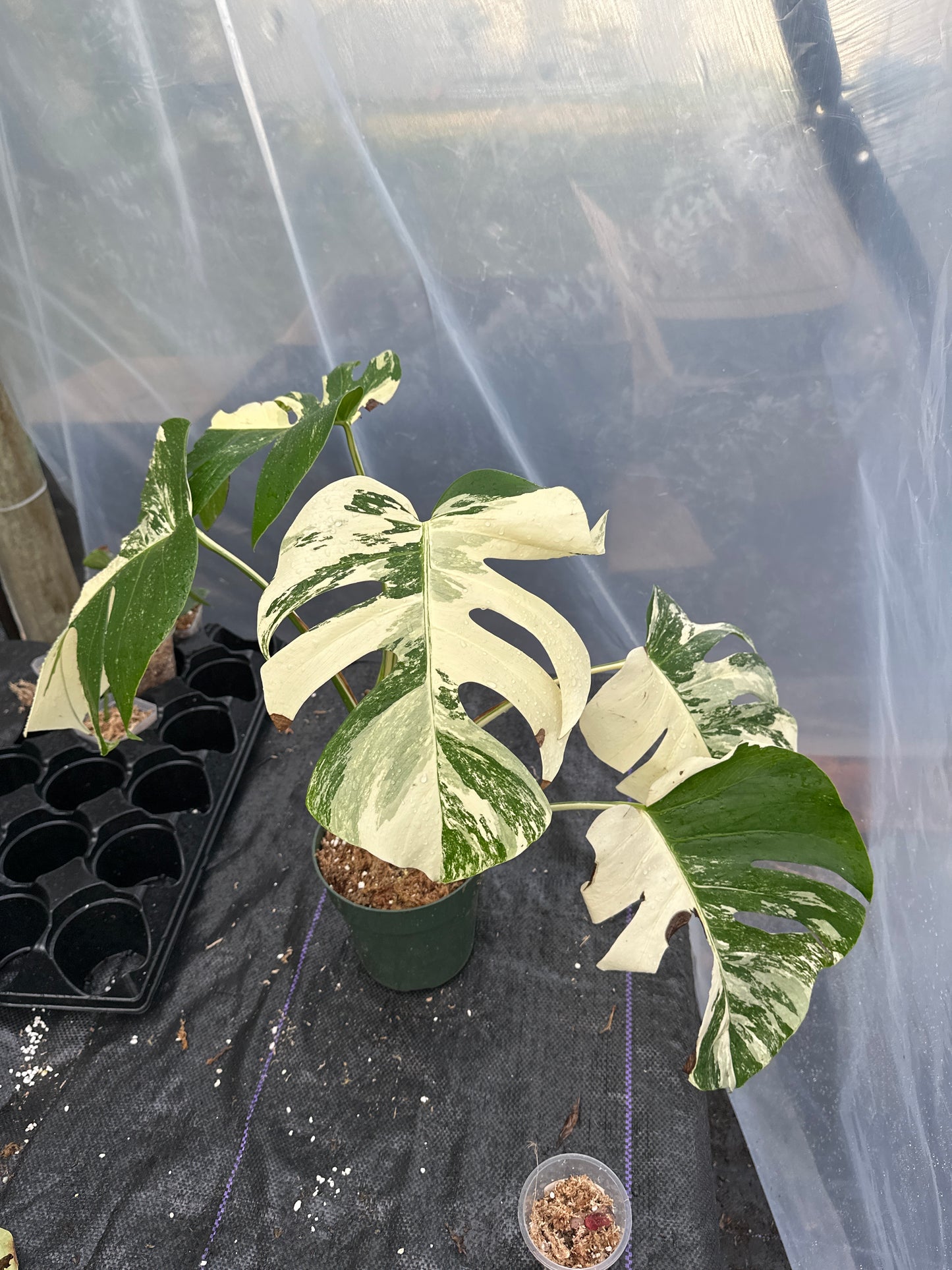 Variegated monstera albo Toyat