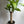 Brazilian Lucky Wood (Dracaena Massangeana)