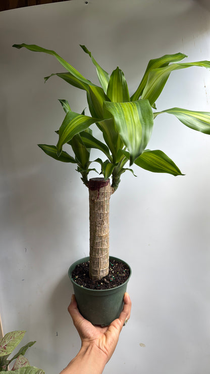 Brazilian Lucky Wood 6" pot (Dracaena Massangeana)