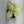 Syngonium Milk Confetti