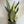 Sansevieria 'Moonshine'