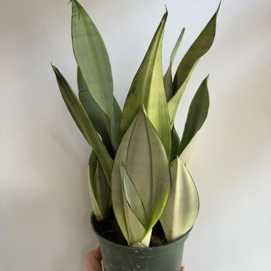 sansevieria moonshine 6" pot Silver Snake