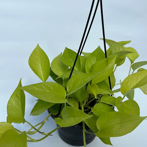 Pothos Neon