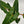 Philodendron Billitie 6” pot