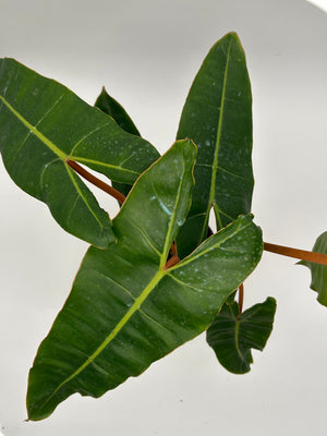 Philodendron Billitie 6” pot