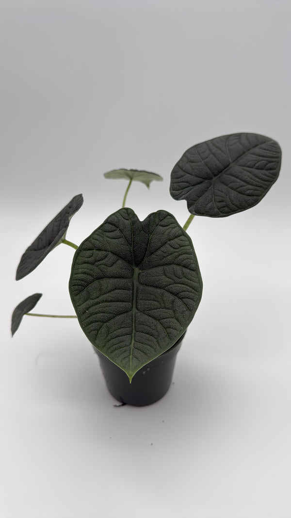 Alocasia Melo 4" Pot