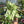 Syngonium Starlite