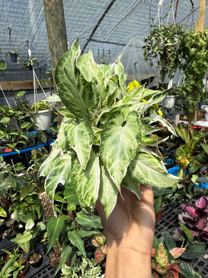 Syngonium Starlite 4” pot beginner friendly