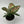 Aglaonema ‘Pink Tricolor’ 4” Pot – Rare Collector’s Tropical Houseplant live plant