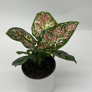 Aglaonema ‘Pink Tricolor’ 4” Pot – Rare Collector’s Tropical Houseplant live plant