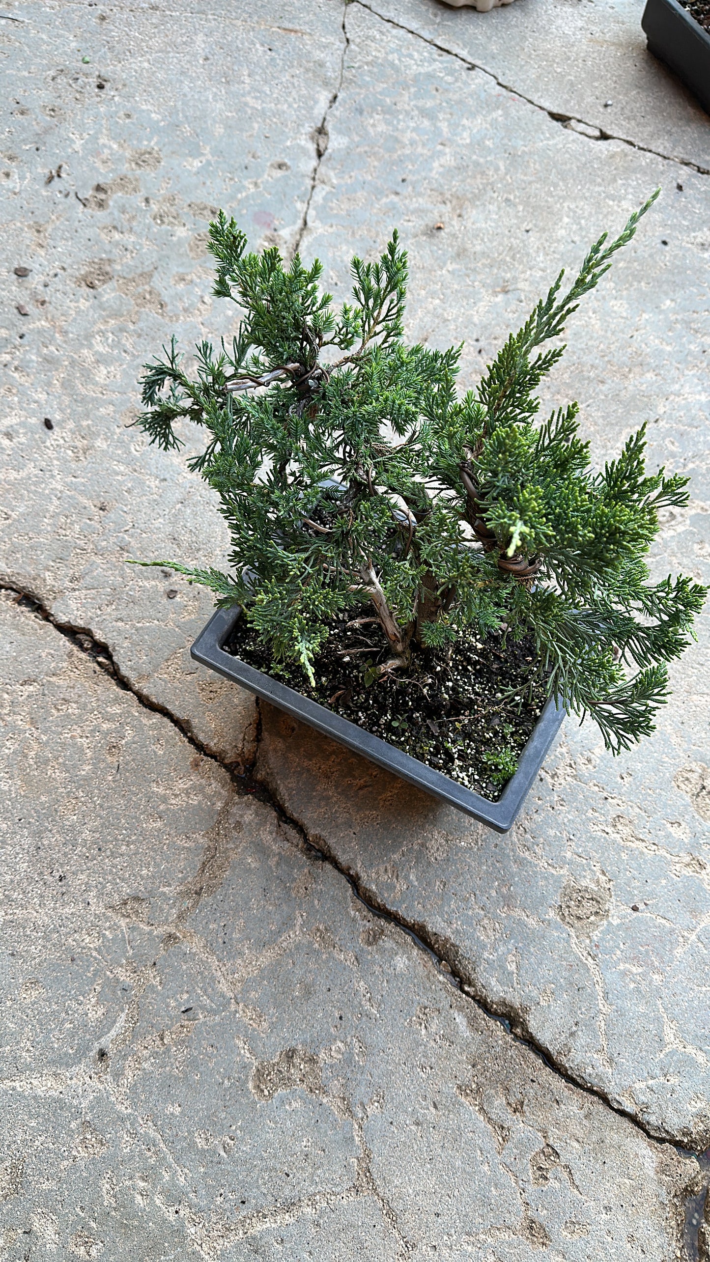 Invoice Lulu juniper bonsai