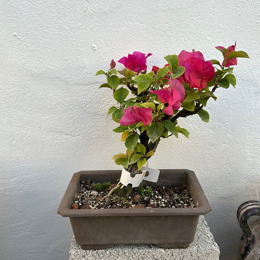 Bougainvillea Bonsai #109