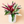 Large Stromanthe Triostar Calathea