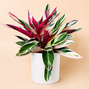 Large Stromanthe Triostar Calathea
