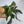Platycerium Bifurcatum (Staghorn Fern)