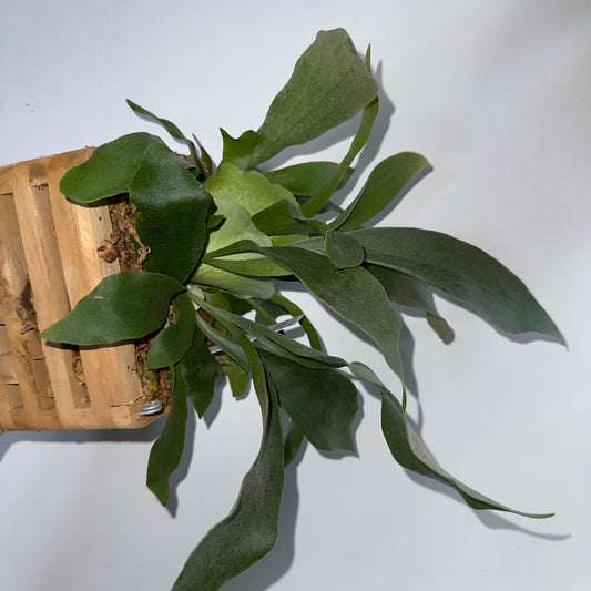 Handmade Platycerium Bifurcatum Wooden Basket - Mounted Live Plant Art