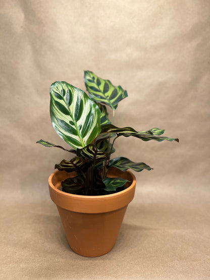 Calathea Makoyana 4”