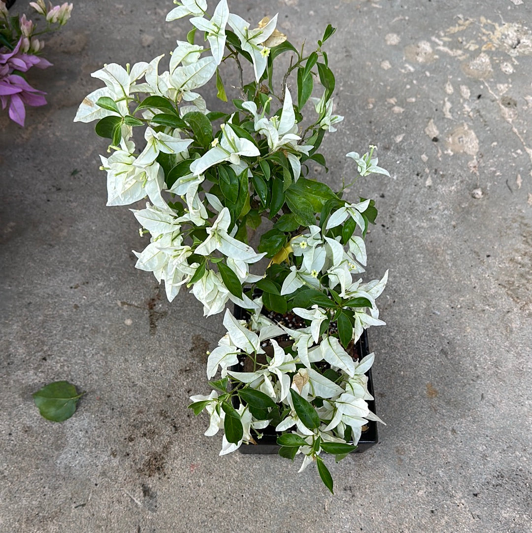 Invoice ready now Anne White bougainvillea