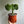 Mermaid Tail Cactus