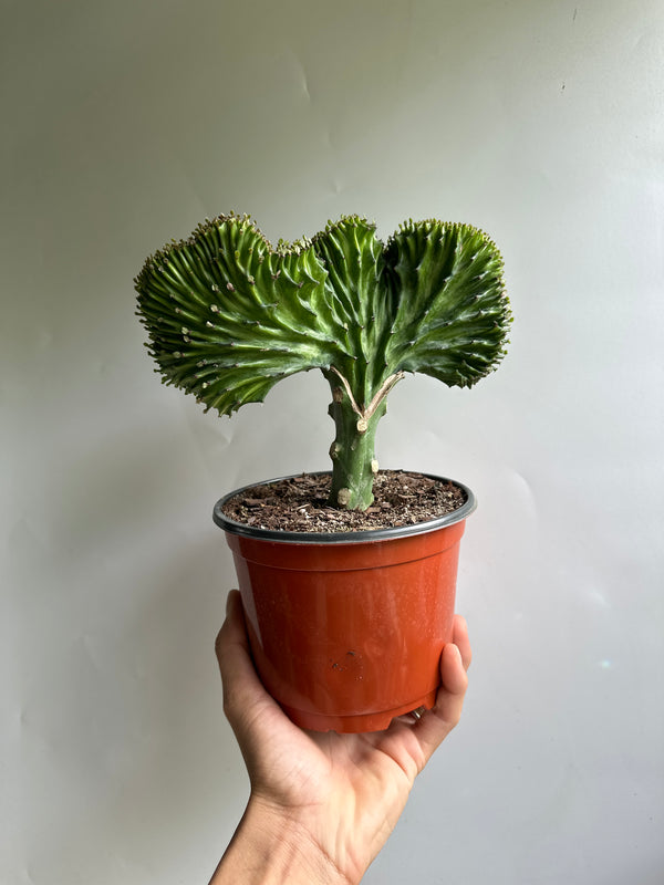 Mermaid Tail Cactus