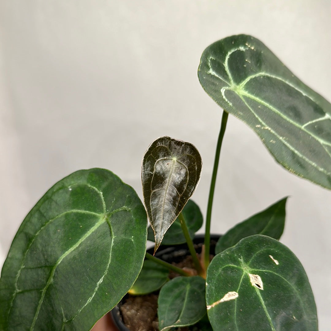 anthurium forgetii silver Runo Plants | Rare & Collectors' Plants