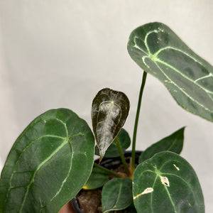 Anthurium Forgetii