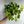 Pothos Lizard Queen