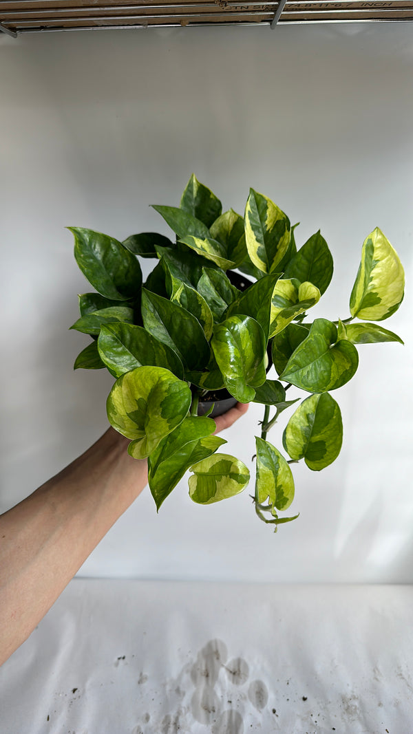 Pothos Lizard Queen
