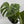 Monstera Deliciosa