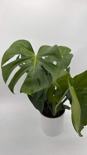 Monstera Deliciosa