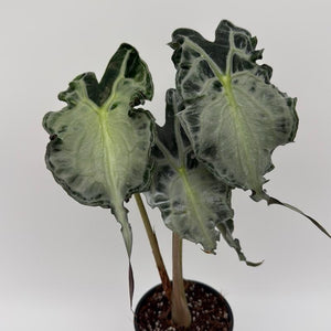 Alocasia 'Venom'