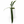 Anthurium Vittarifolium