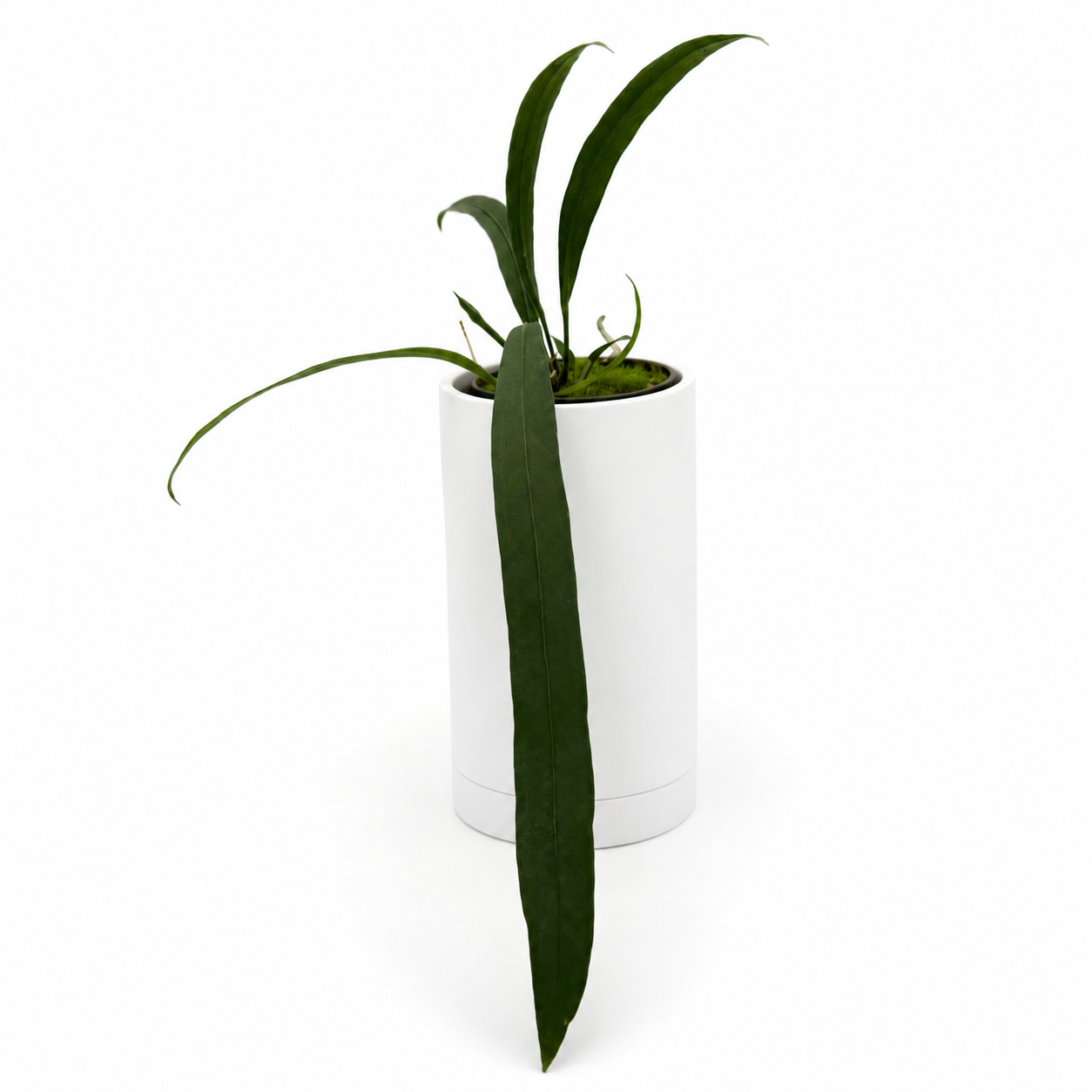 strappy anthurium Runo Plants | Rare & Collectors' Plants