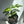 Rhaphidophora Tetrasperma (Mini Monstera)