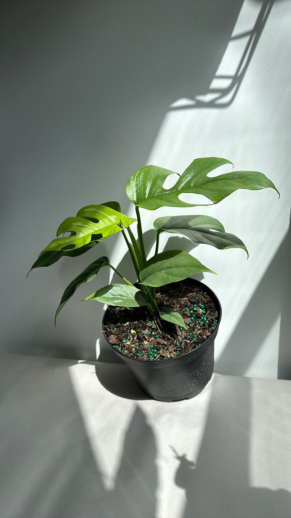 Rhaphidophora Tetrasperma (Mini Monstera)