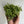 String of Turtles (Peperomia Prostrata)