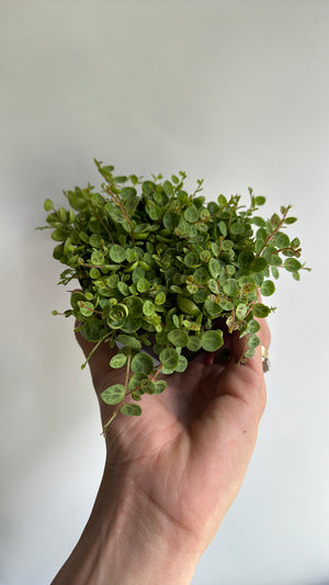 String of Turtles (Peperomia Prostrata)