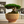 Bonsai Pot with Drainage & Tray