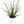 Sansevieria 'Fernwood'