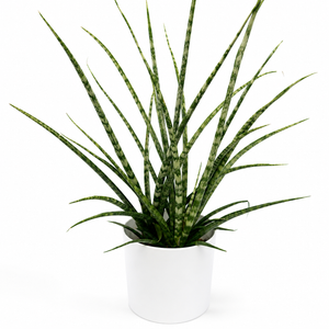 Sansevieria 'Fernwood'
