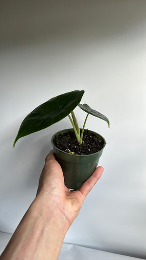 Alocasia Green Unicorn