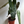 Philodendron Black billietiae Billietiae x Atabapoense