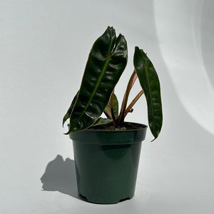 Philodendron Billietiae