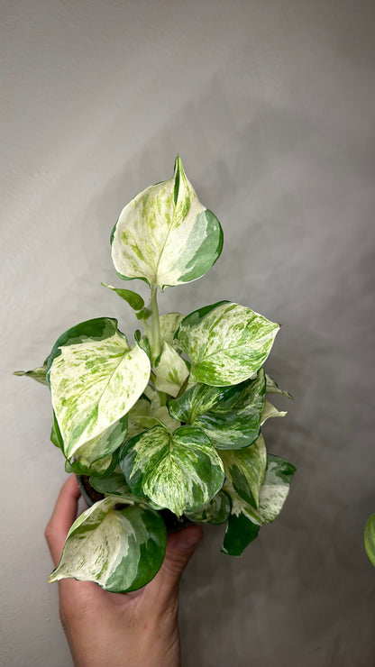 Pothos Manjula 4" pot | rare pothos