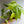 Philodendron Lemon Lime