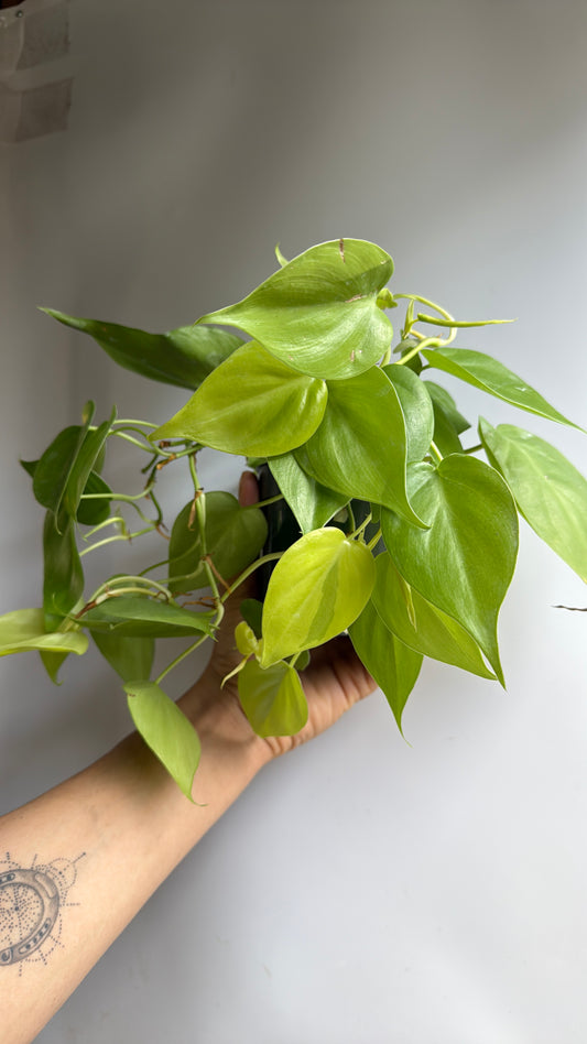 Philodendron Lemon Lime 4” pot